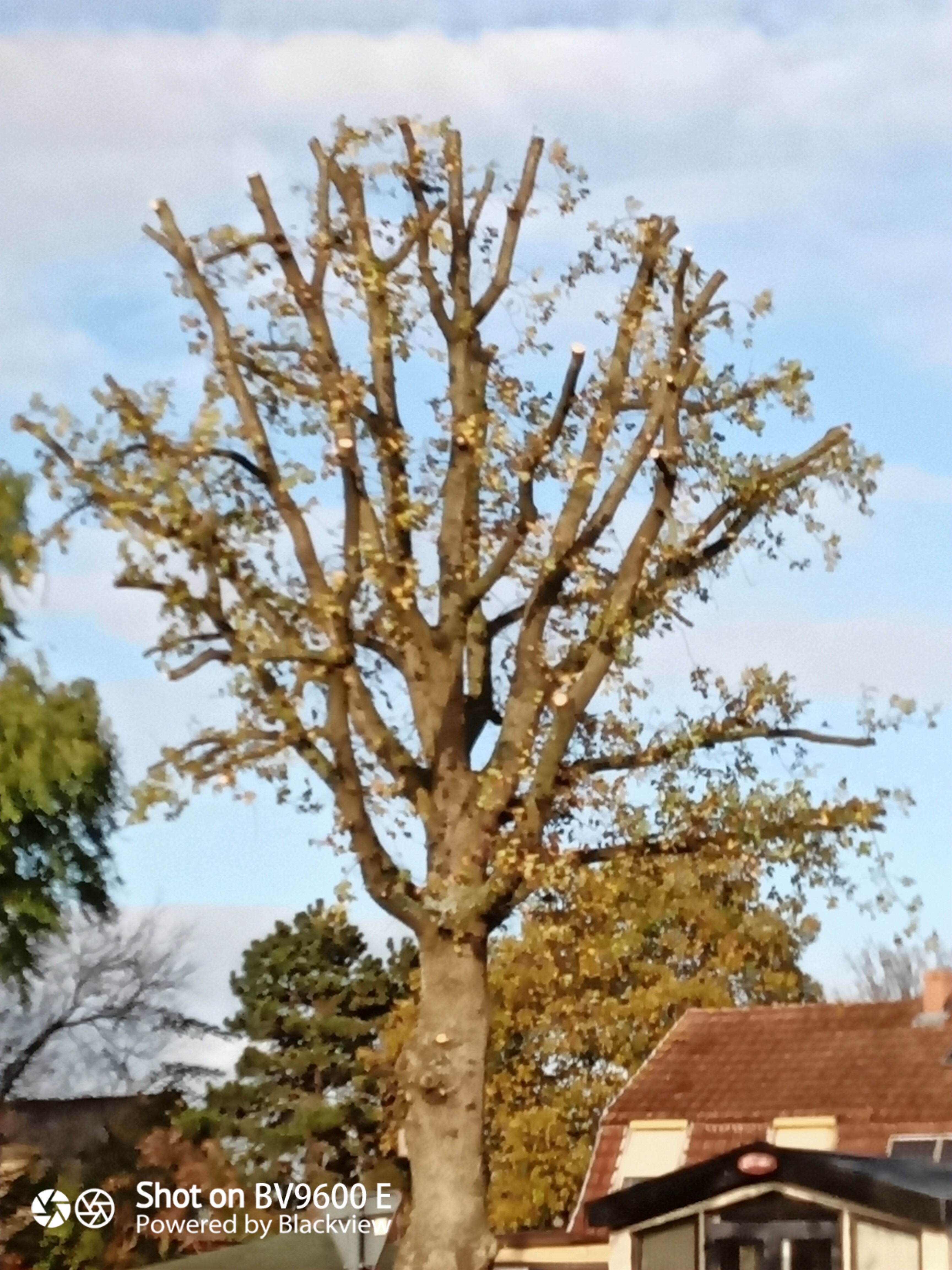 tuinmannen Laarne JDS