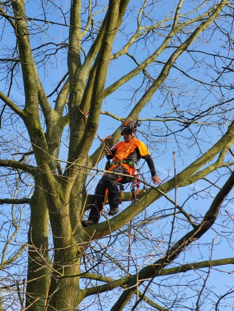 tuinmannen Temse Sepe Tuinonderhoud & Boomverzorging