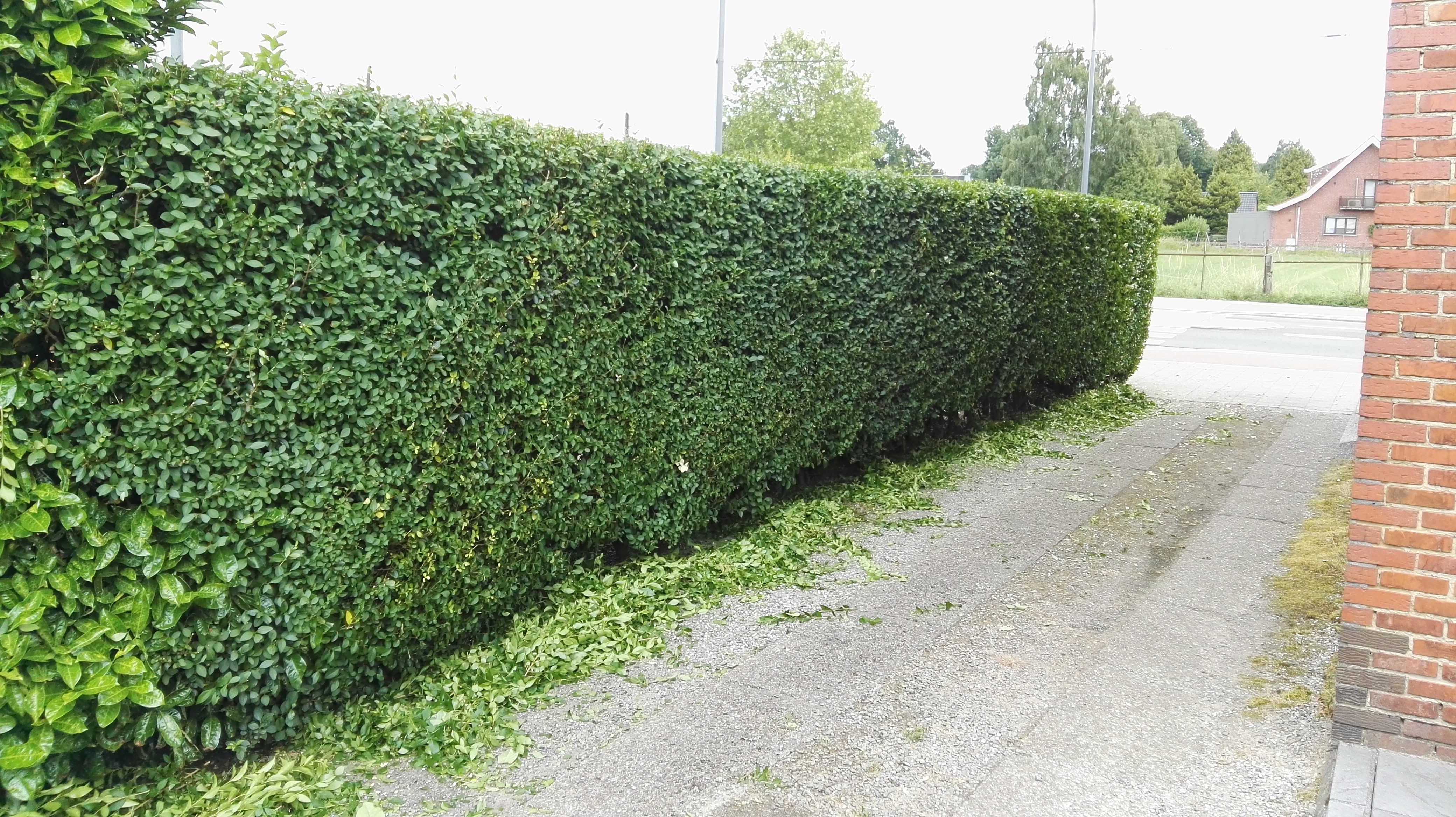 tuinmannen Zandhoven Tuinen dellafaille